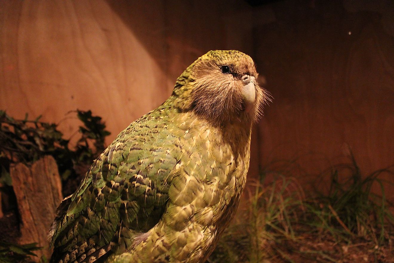 Kakapo is a flightless parrot that is endemic to New Zealand. Image credit: Imogen Warren/Shutterstock.com