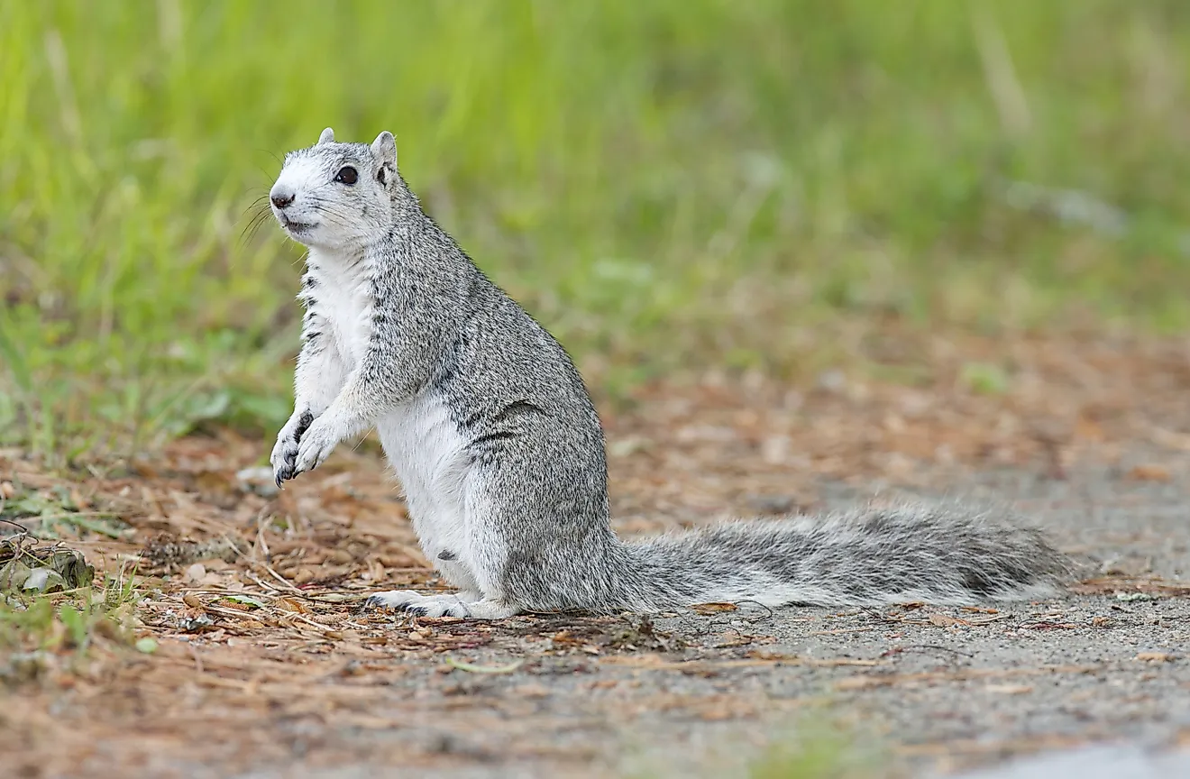 View of the endangered Delmarva fox squirrel in the wild.