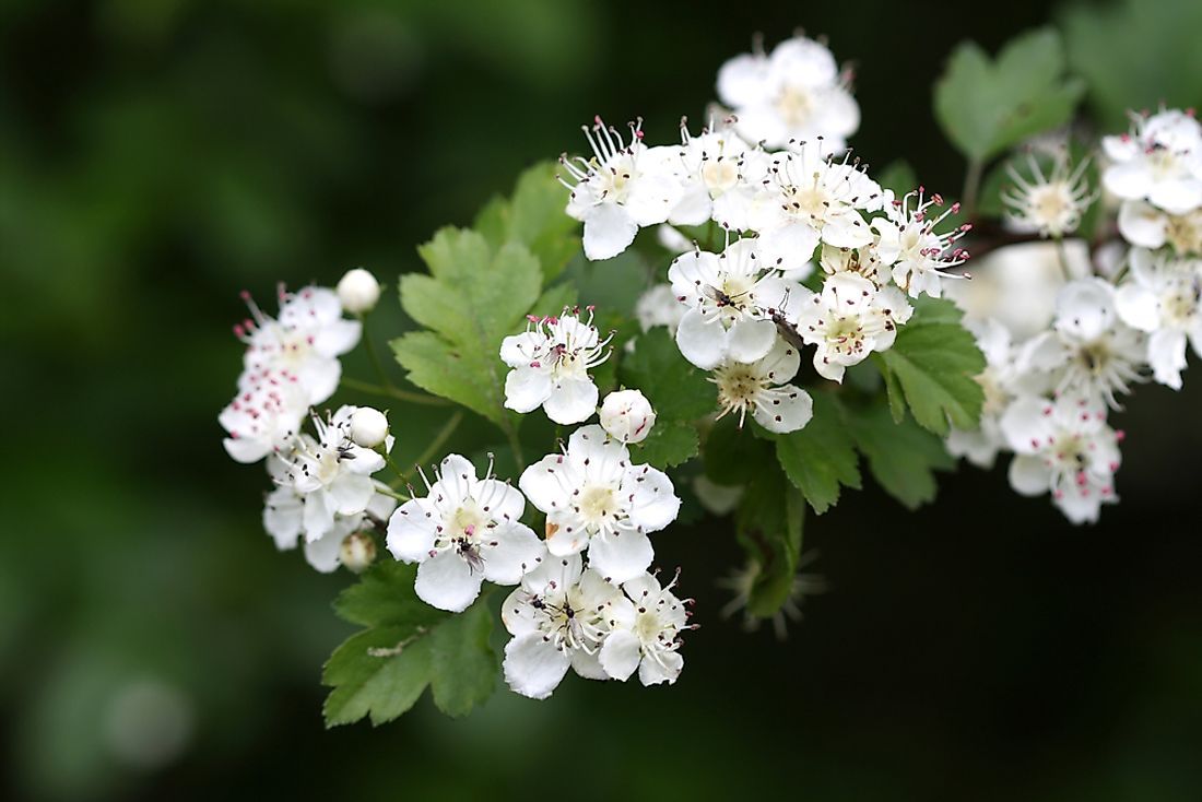 The white blossoms of the hawthorn tree are recognized as the state flower of Missouri.