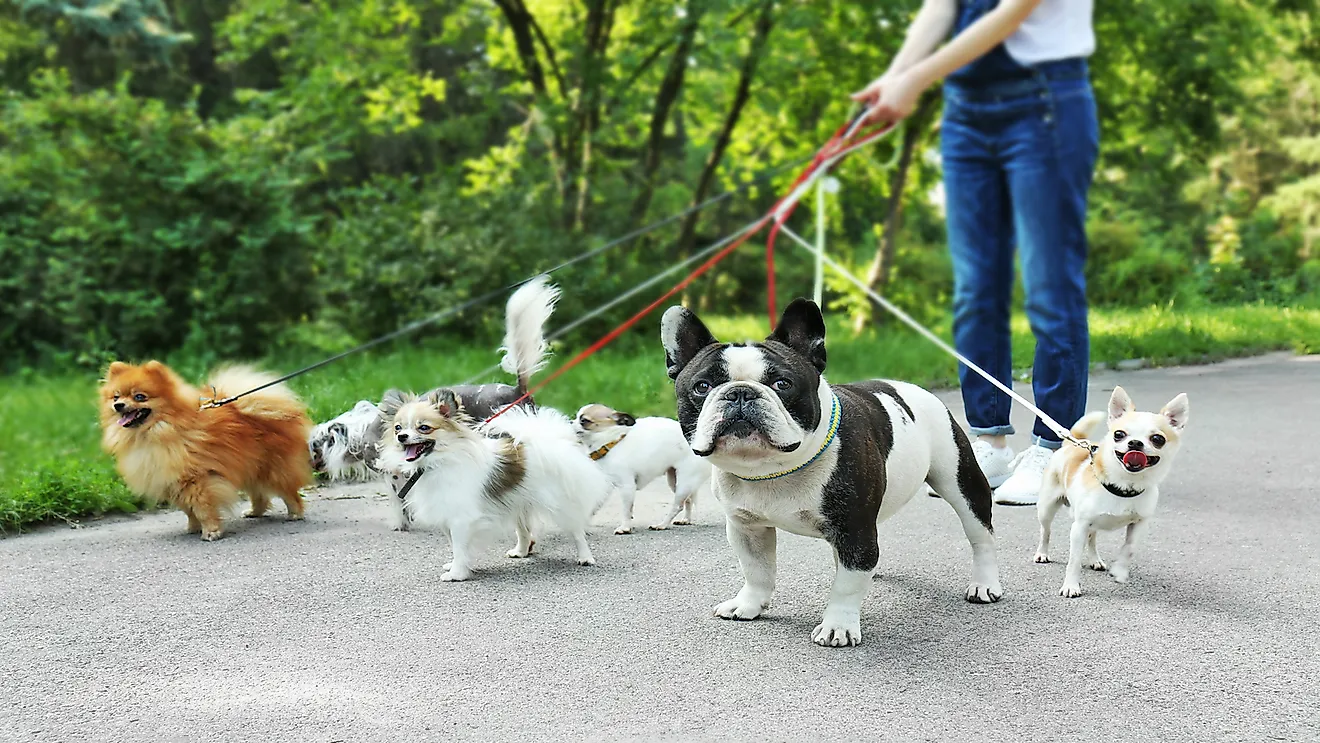 A dog walker walking with dogs of different breeds.