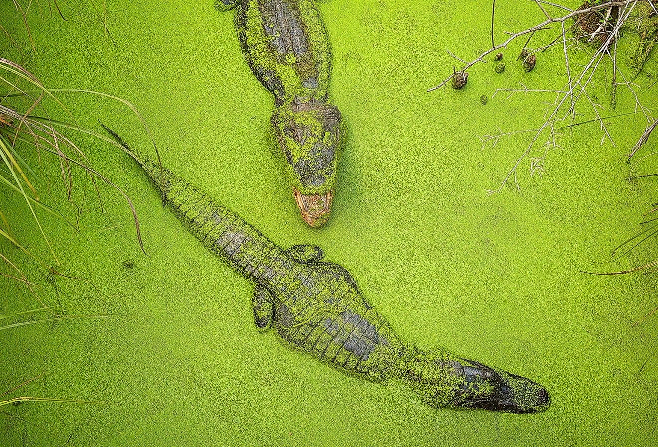 Two adult alligators swimming in green swamp in Moss Point, Mississippi.