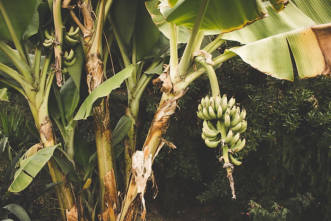 Bananas is one of the major crops of Burundi. 