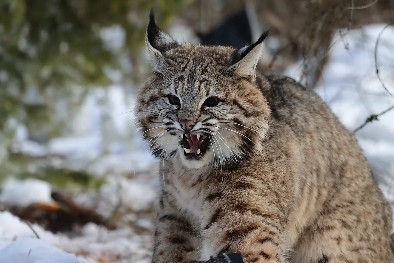 Bobcat snarling in mountain snow Montana.