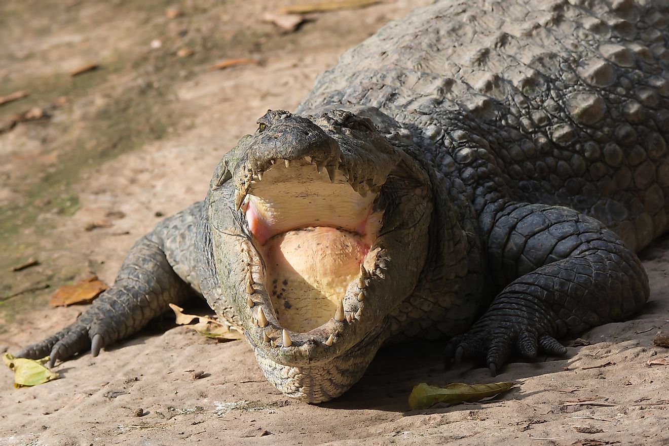 Vakarų Afrikos krokodilas.  Vaizdo kreditas: Dave Montreuil / Shutterstock.com