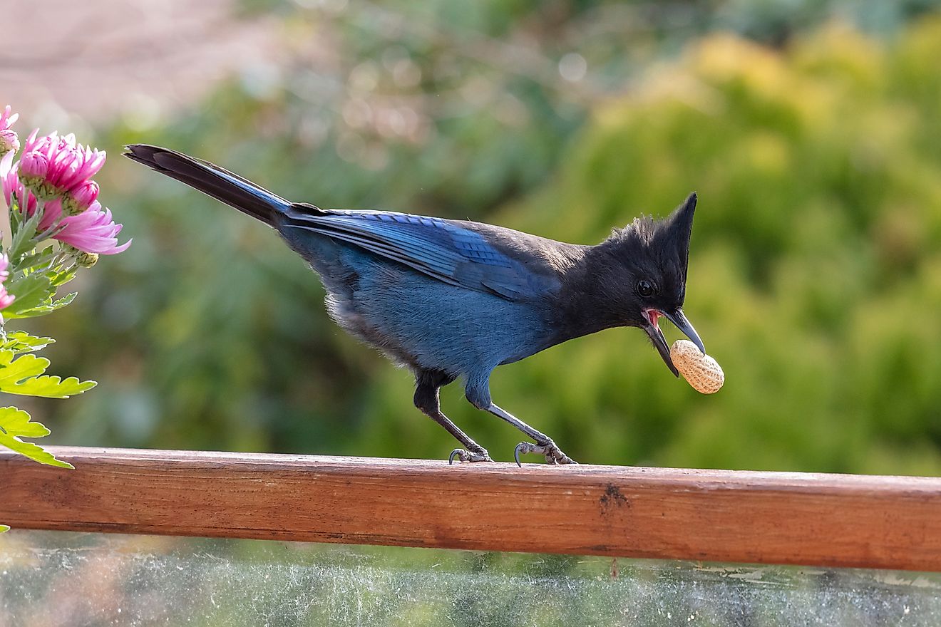 Steller's Jay eating peanut at Vancouver BC Canada