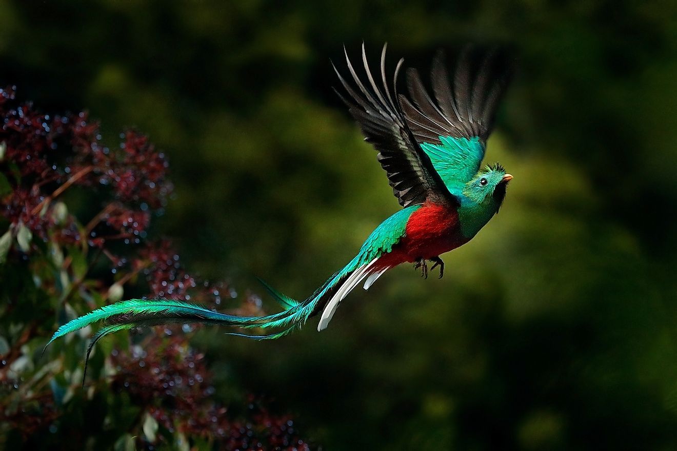 Resplendent Quetzal bird in Costa Rica. Image credit: Ondrej Prosicky/Shutterstock.com