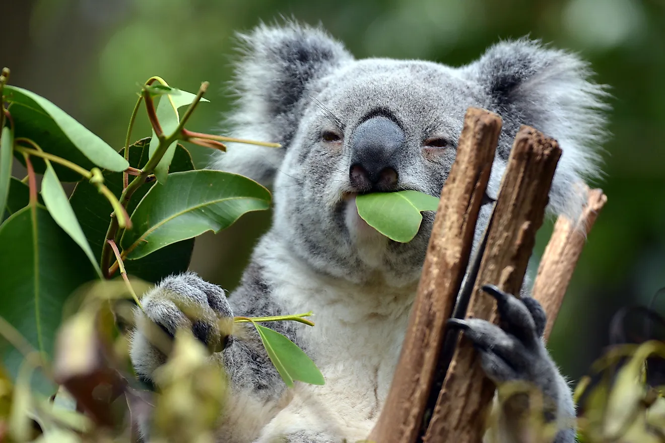 A koala feeding on eucalyptus leaves at Lone Pine Koala Sanctuary, Brisbane, Australia. Image credit: Manon van Os/Shutterstock.com