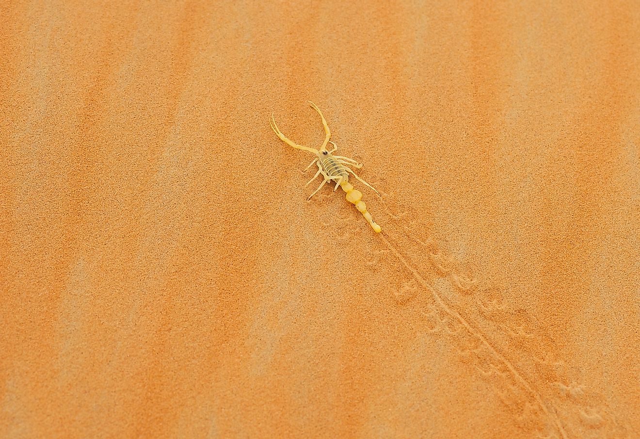 A highly venomous Arabian scorpion leaving its tracks on a sand dune in the Empty Quarter Desert. Image credit: David Steele.Shutterstock.com