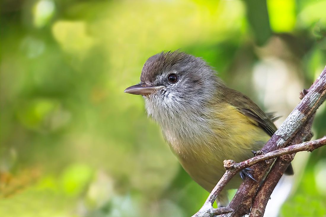 The Puerto Rican vireo mainly forages in thick vegetation closer to the ground.