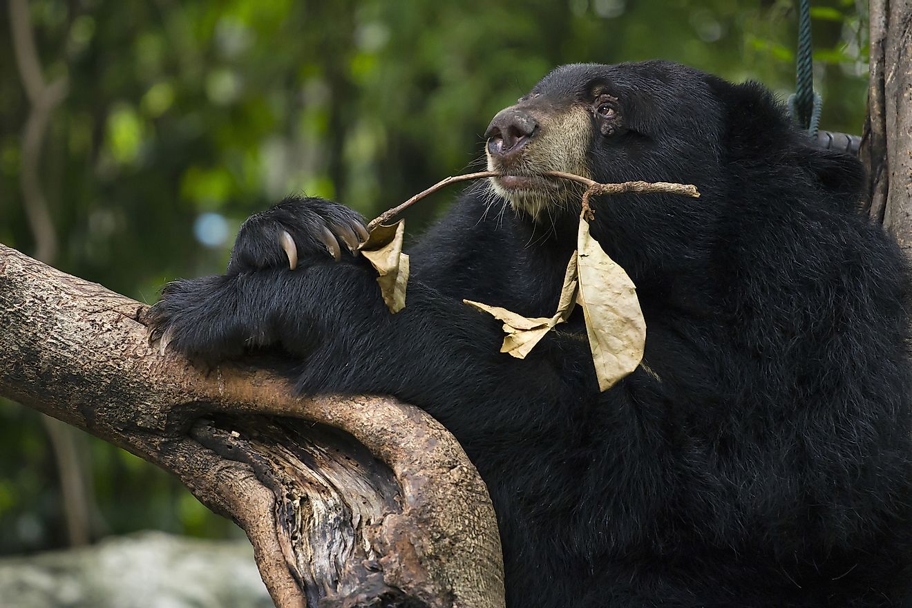 An Asiatic black bear. Image credit: Atibordee Kongprepan/Shutterstock.com