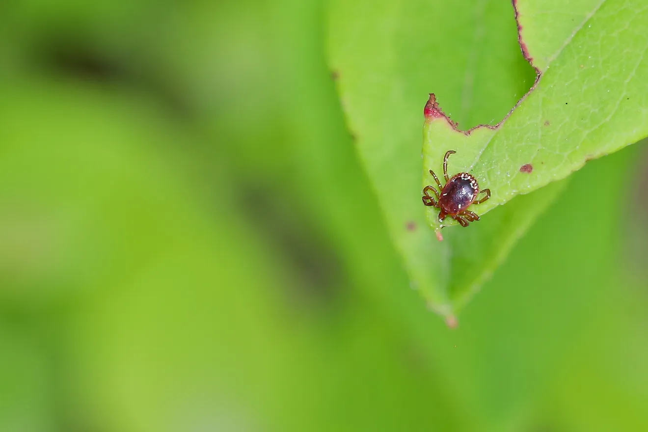 A close up photo of a lone star tick on a green leaf.