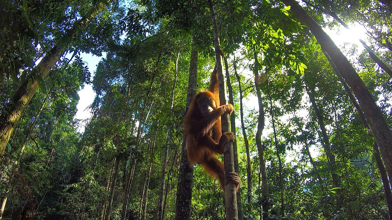 A wild orangutan in Bukit Lawang, Sumatra, Indonesia. Image credit: David Jara Bogunya/Shutterstock.com
