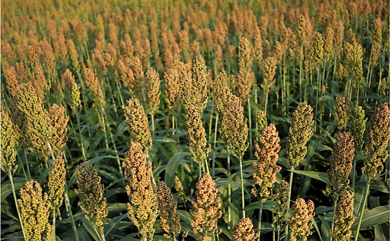 A grain sorghum crop field before the upcoming harvest in Chesterfield, New Jersey. Editorial credit: Matt Smith Photographer / Shutterstock.com