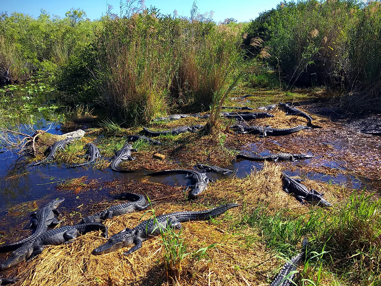 Alligators in Everglades National Park, Florida