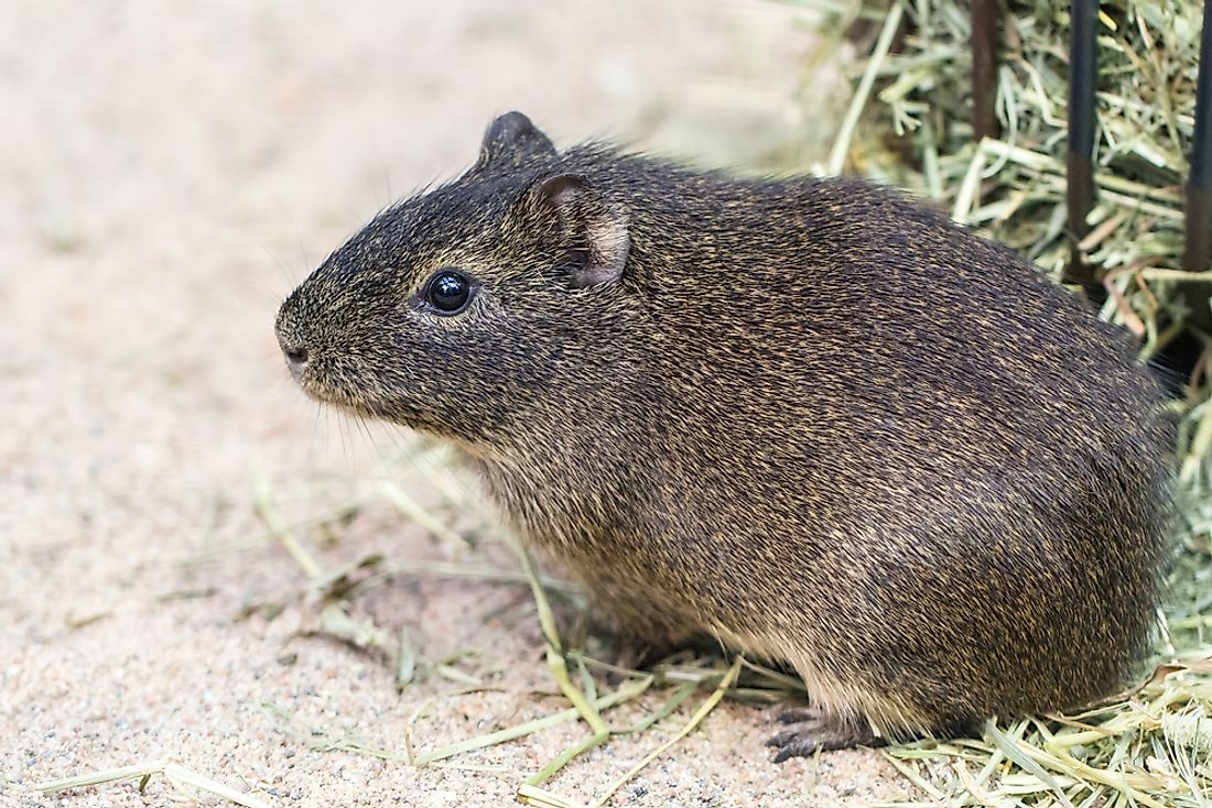 A guinea pig in Brazil. 