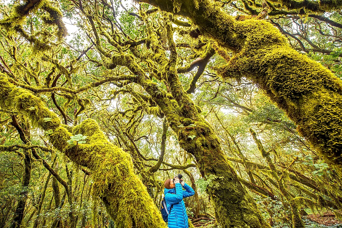 Garajonay National Park