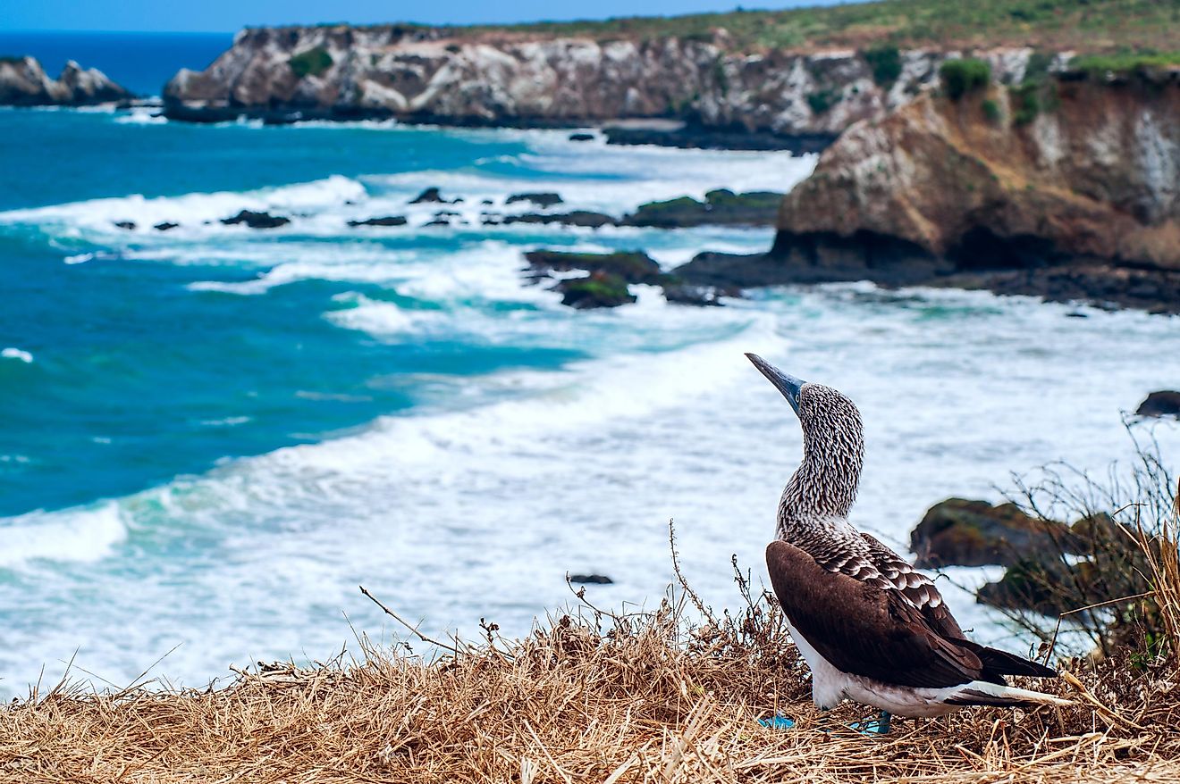 A blue-footed booby looking out over the Pacific Ocean from Isla de la Plata, Ecuador.
