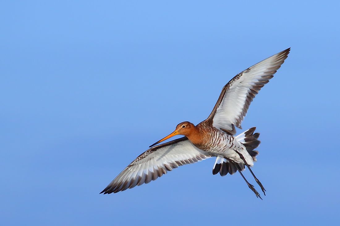 A black-tailed godwit. 