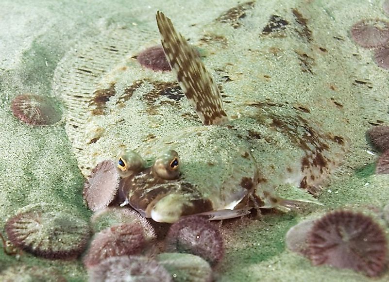 Un halibut de California escondido en el lecho marino en medio de dólares de arena.
