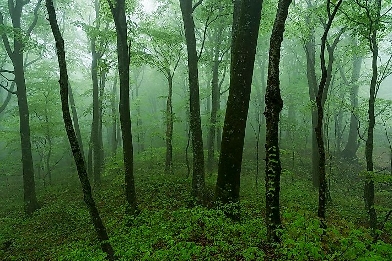 Old-growth stand of beech trees near the Pacific Coast of Hokkaido Island, Japan.