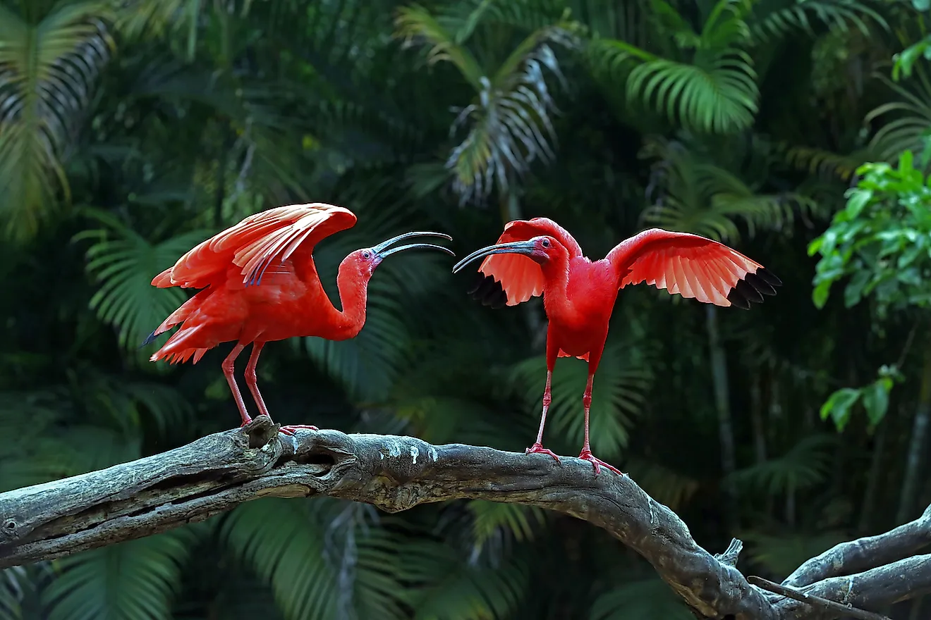 Scarlet Ibis. Image credit: Jaboticaba Fotos/Shutterstock.com