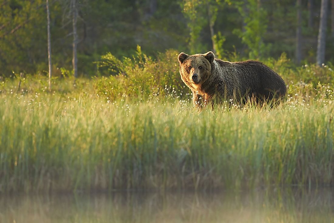 Grizzly bears can be indicators of a healthy ecosystem within certain areas of Canada. 
