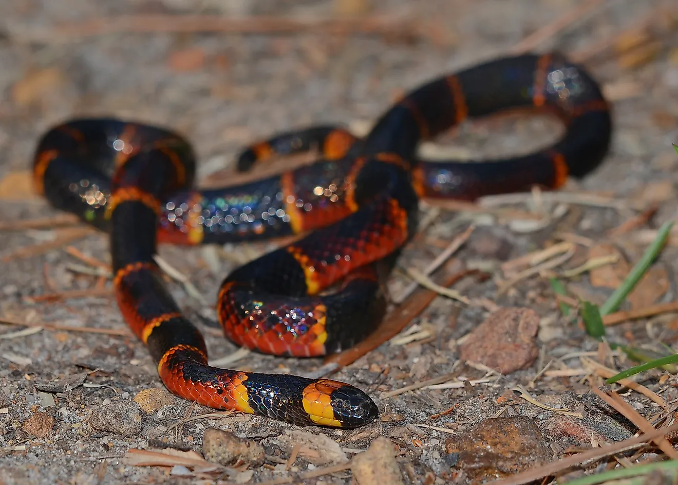 the eastern coral snake