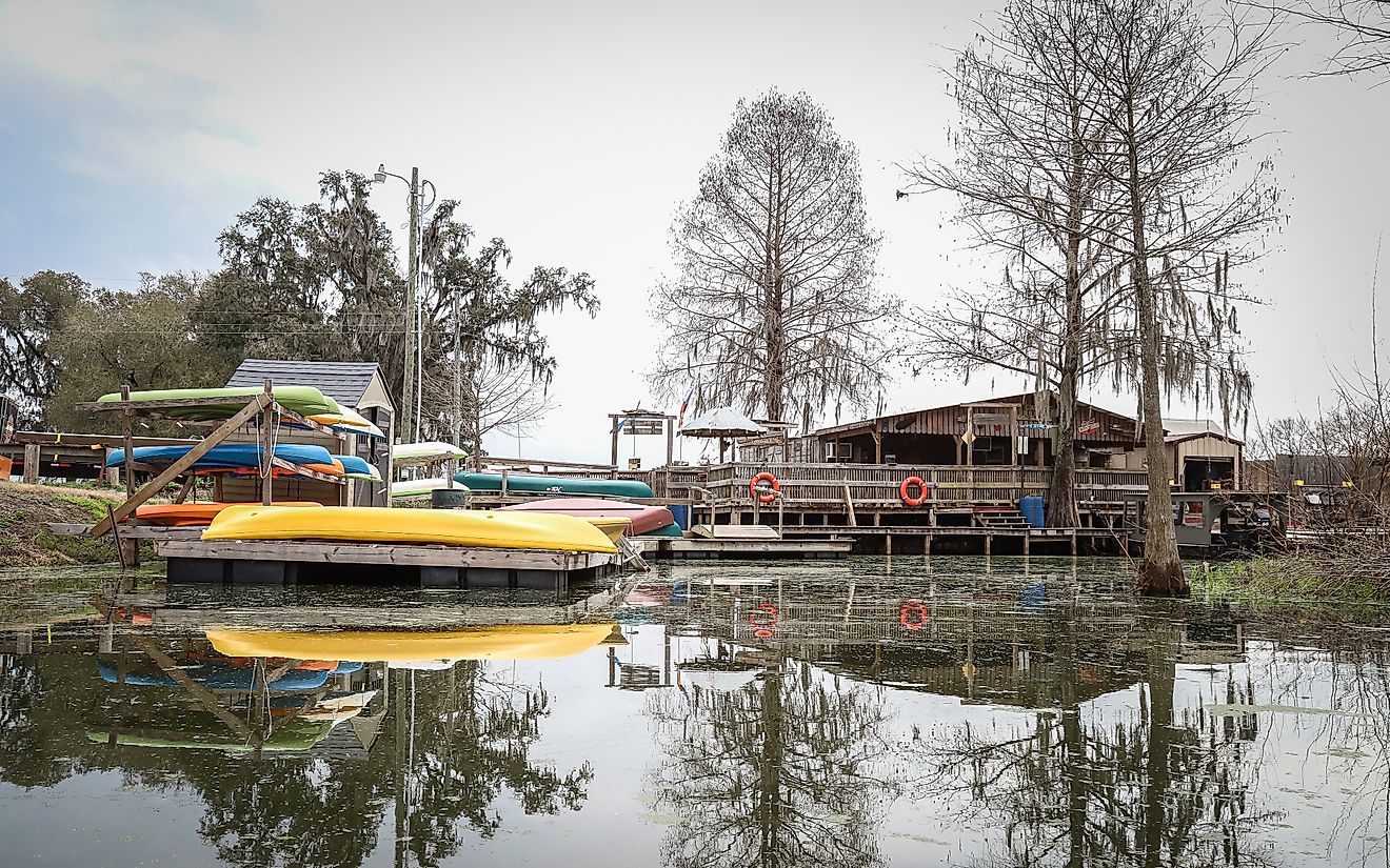 Champagne's Cajun Swamp Boat Tours offers swamp tours of Lake Martin and its wildlife in Breaux Bridge, Louisiana, USA. Editorial credit: Wirestock Creators / Shutterstock.com