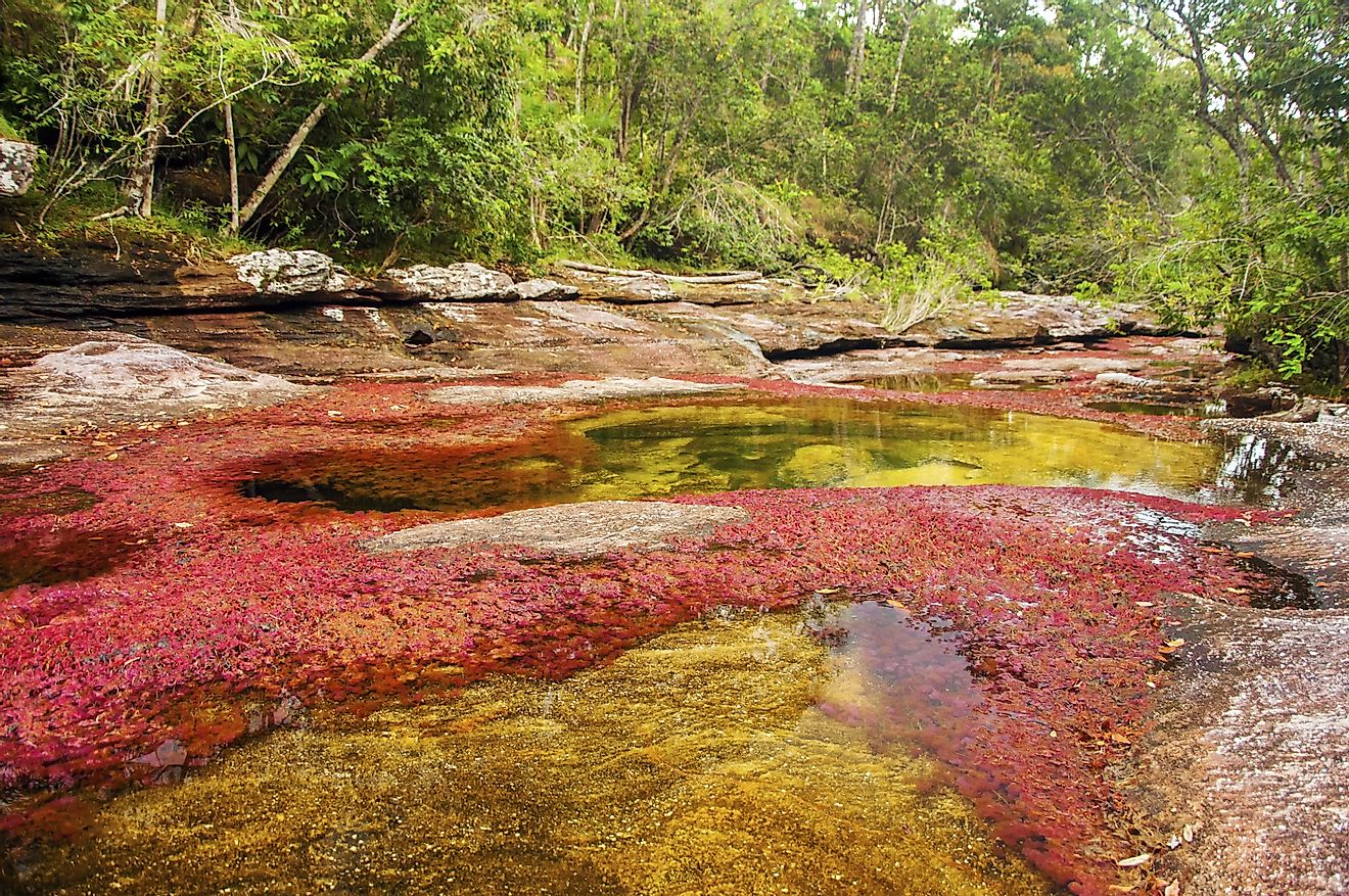 For obvious reasons, Colombia's Caño Cristales is also known as the "Liquid Rainbow" and “River of Five Colors”.
