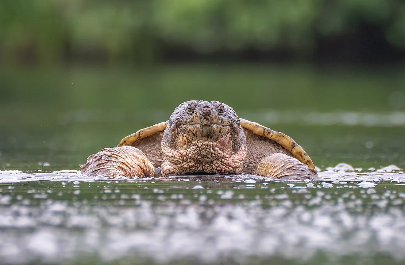 A close up of a snapping turtle emerging from river