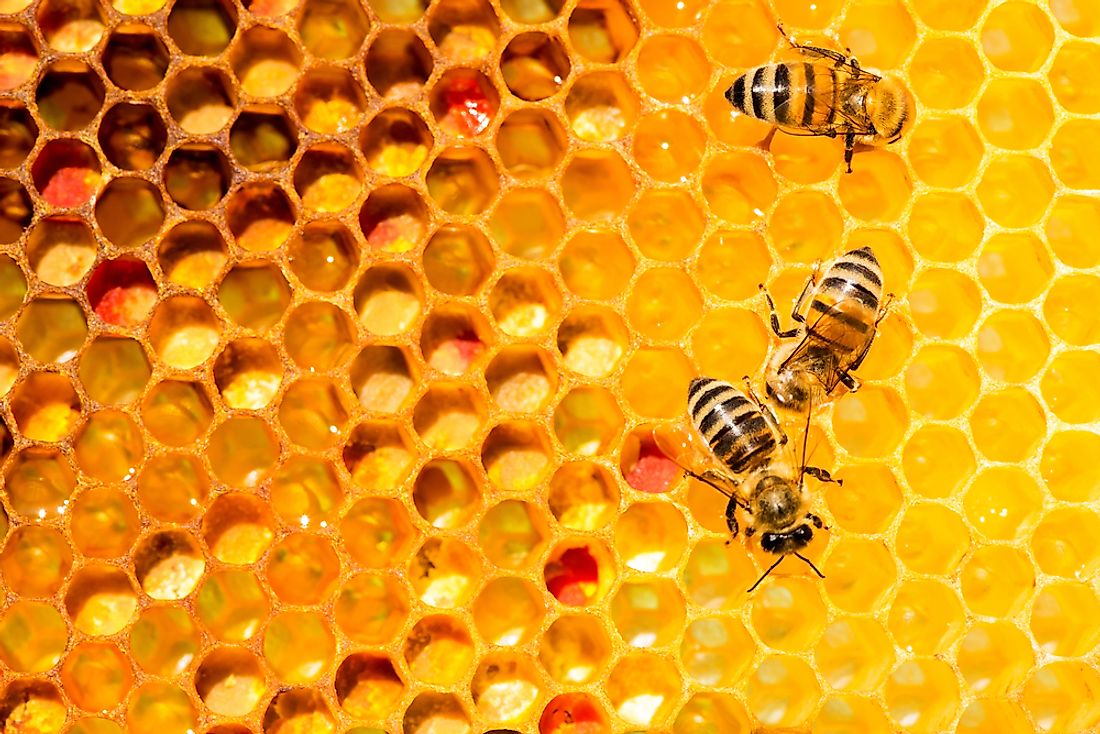 How honeycombs can build themselves