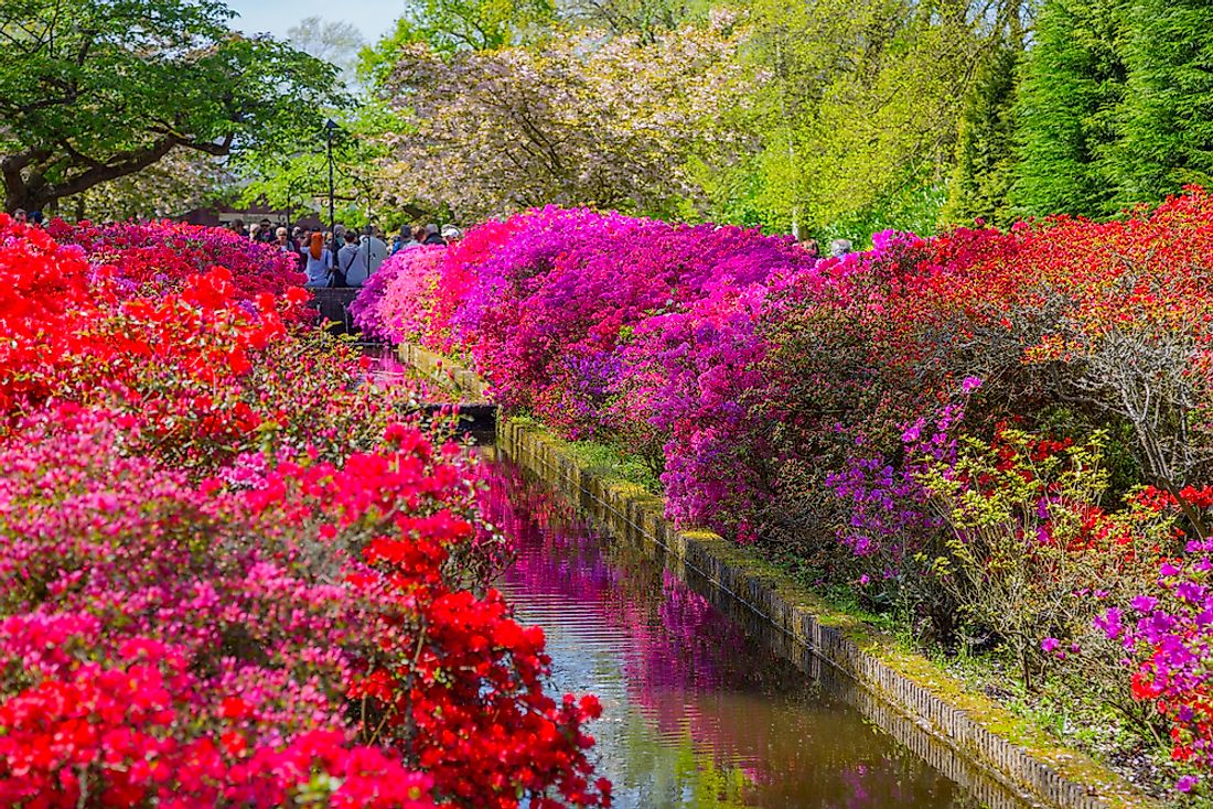 Flowers in Keukenhof Gardens. 