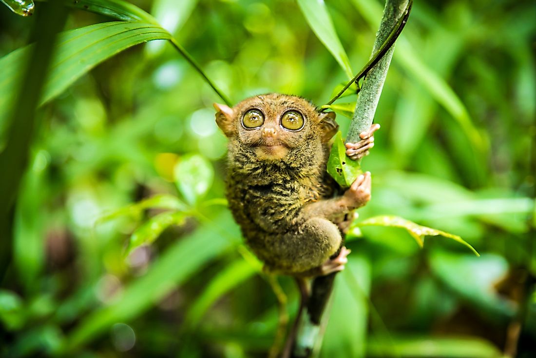 The Philippine tarsier (Carlito syrichta) is a species of tarsier endemic to the Philippines. It is one of the smallest known primates.