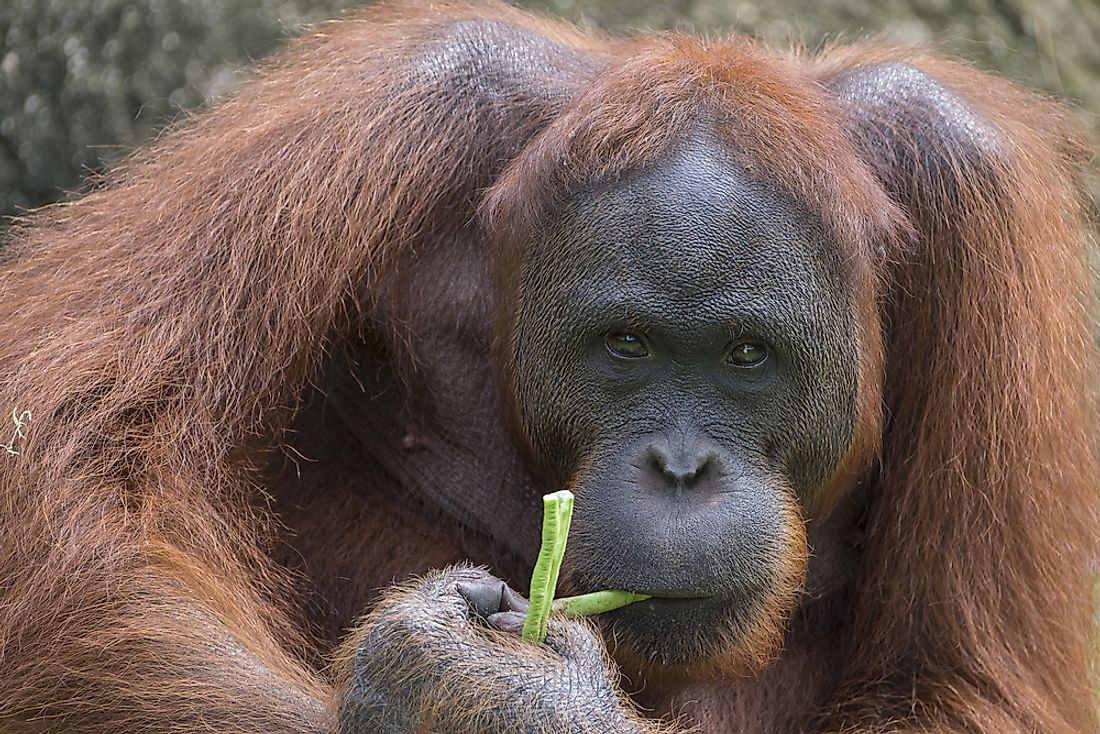A Bornean orangutan. 