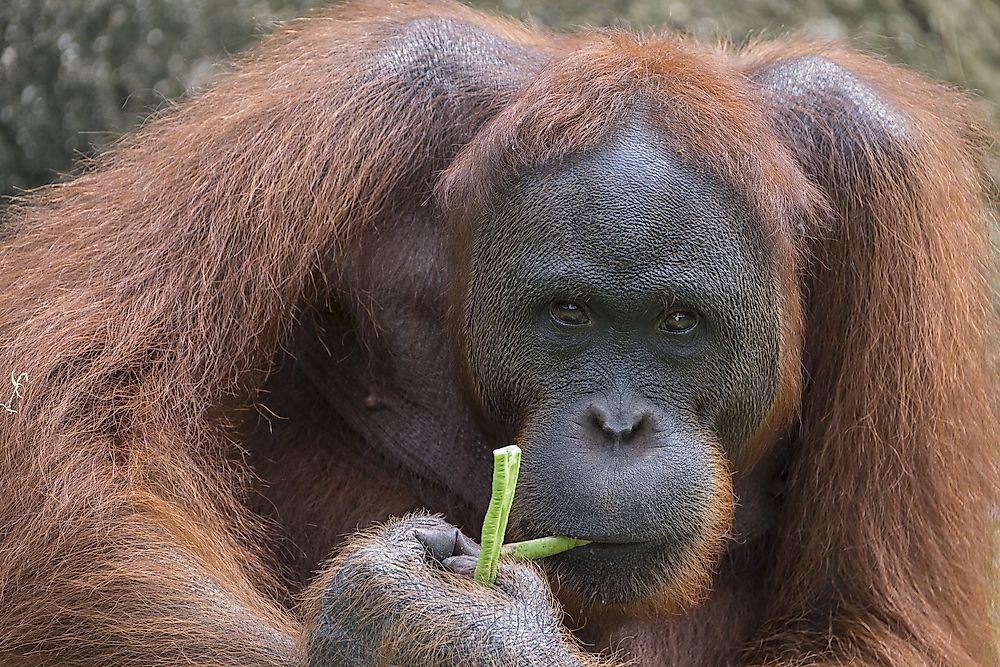 A Bornean orangutan.