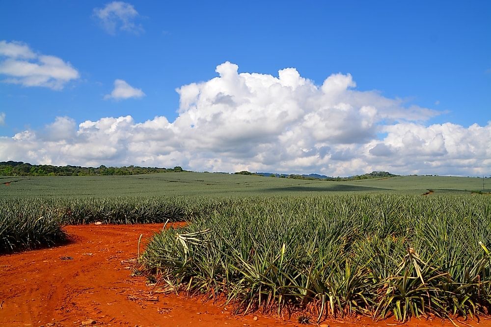 A pineapple field in Costa Rica. 