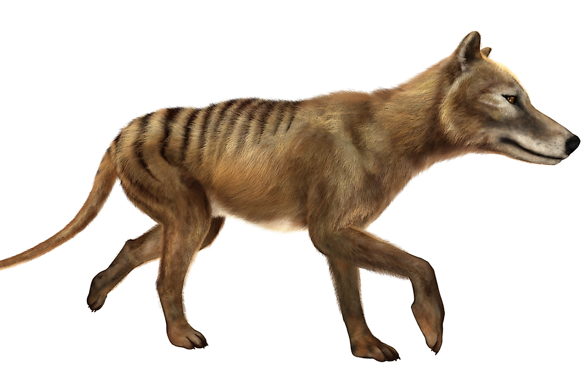 A bounty was placed on the Tasmanian tiger from the early 1830s to 1909.