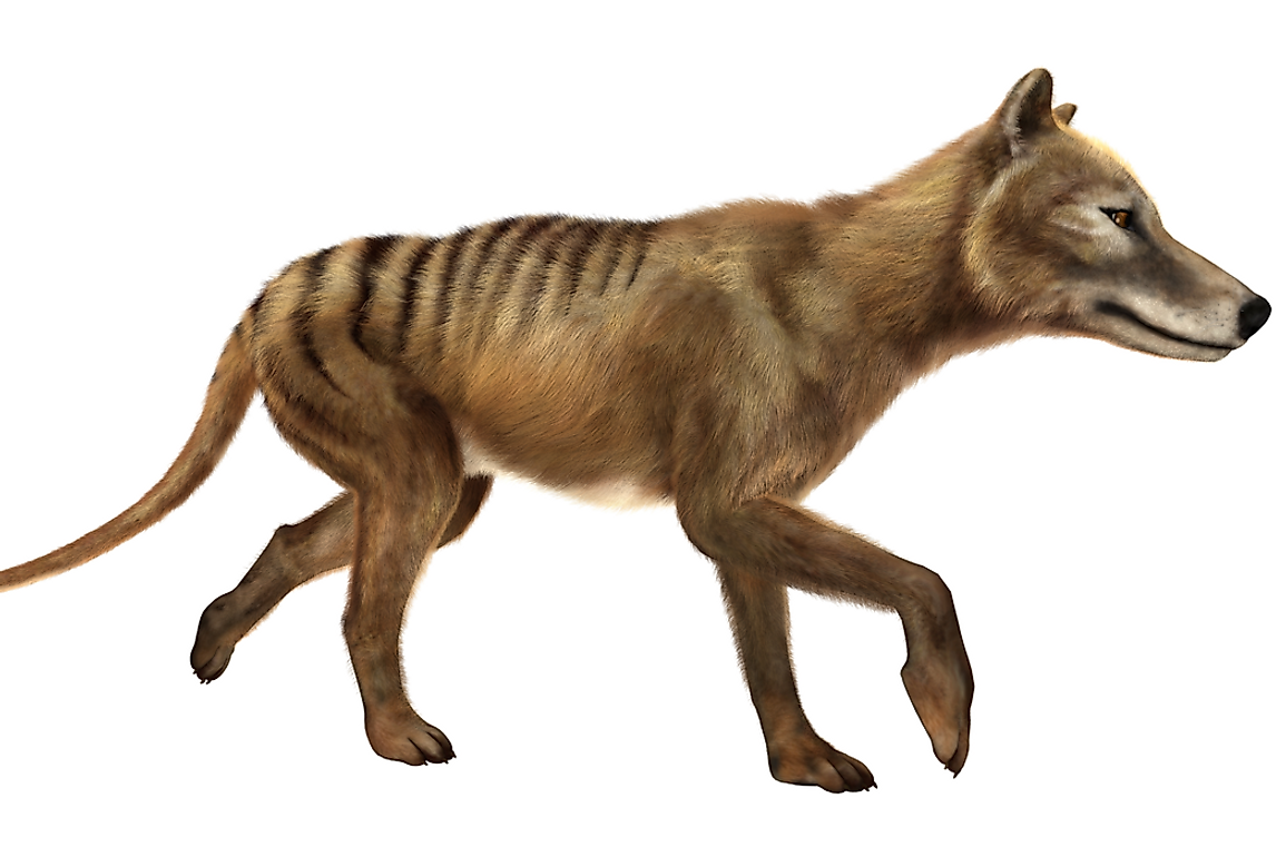 What Factors Are Blamed For The Extinction Of The Tasmanian Tiger? -  WorldAtlas