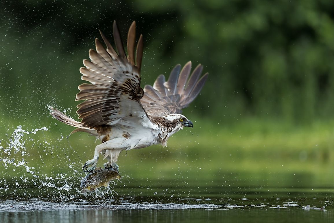 A List Of Birds Of Prey Or Raptors - WorldAtlas