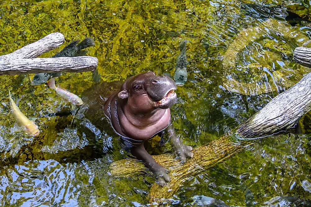 The pygmy hippo of Western Africa is significantly smaller than its larger counterparts. 