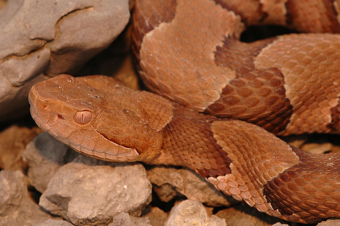 A copperhead in Missouri.