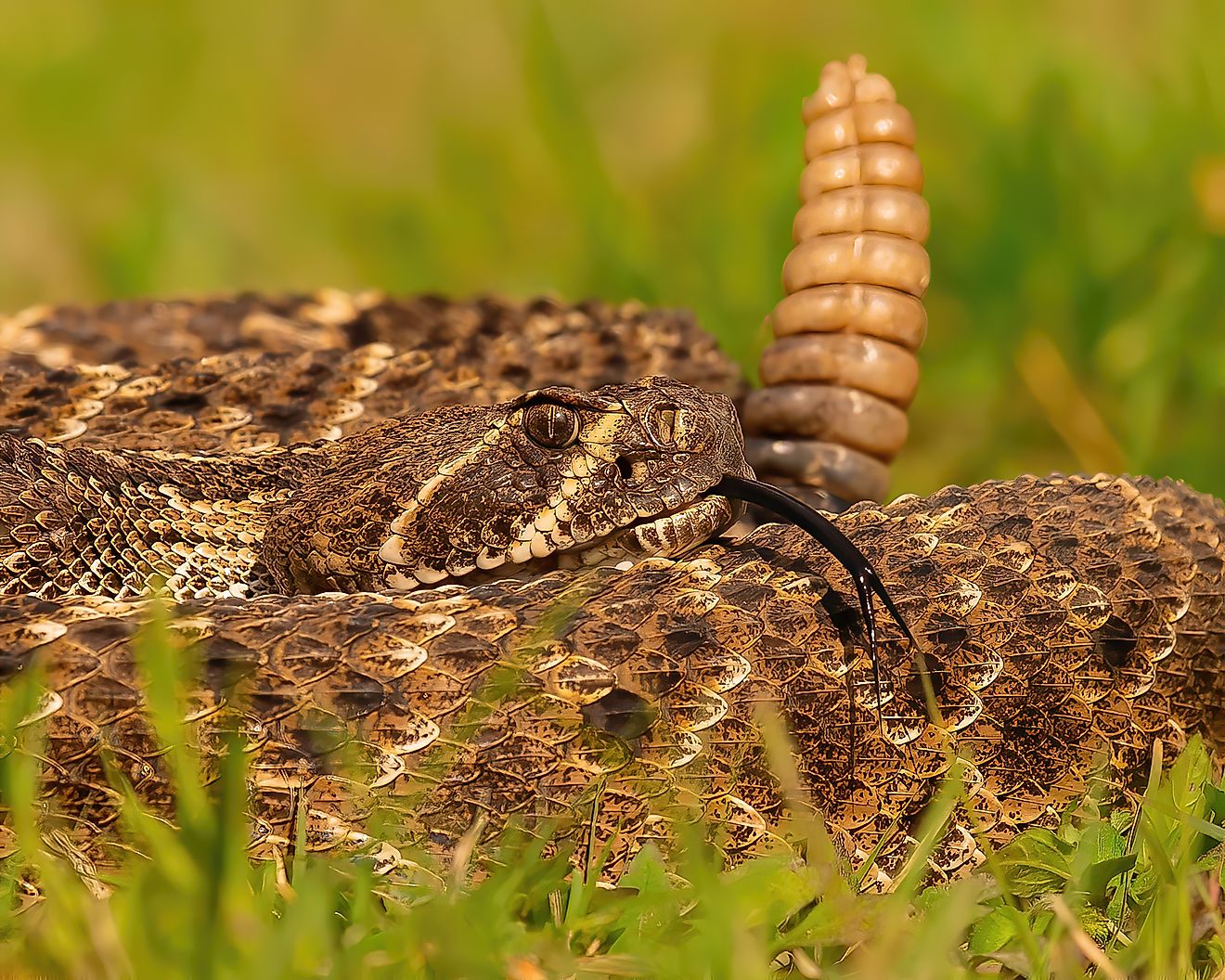 Western Diamondback Rattlesnake Coiled to Strike