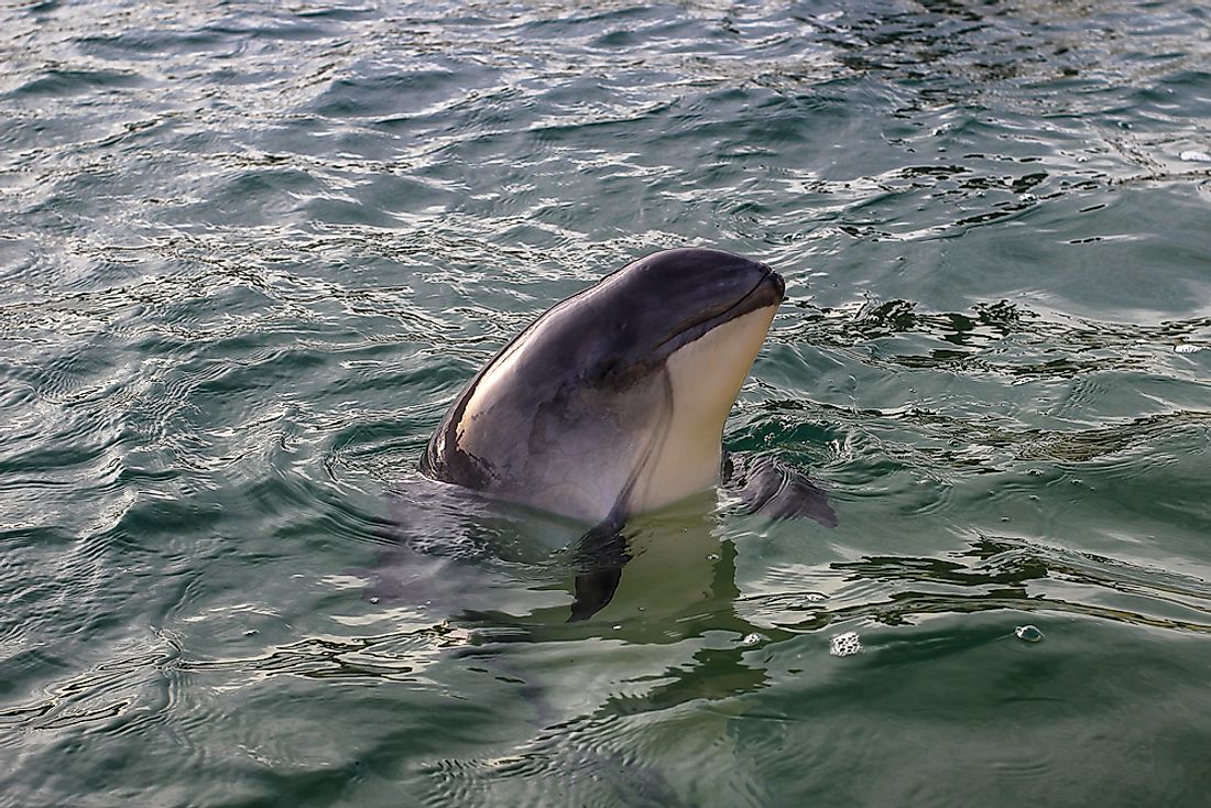 Porpoises are often confused for dolphins - however, they differ in appearance with their beaks, fins, and teeth. 