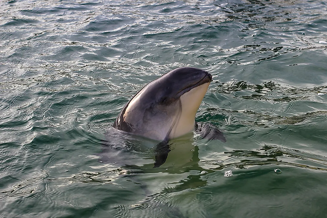 Four Research Porpoises Only