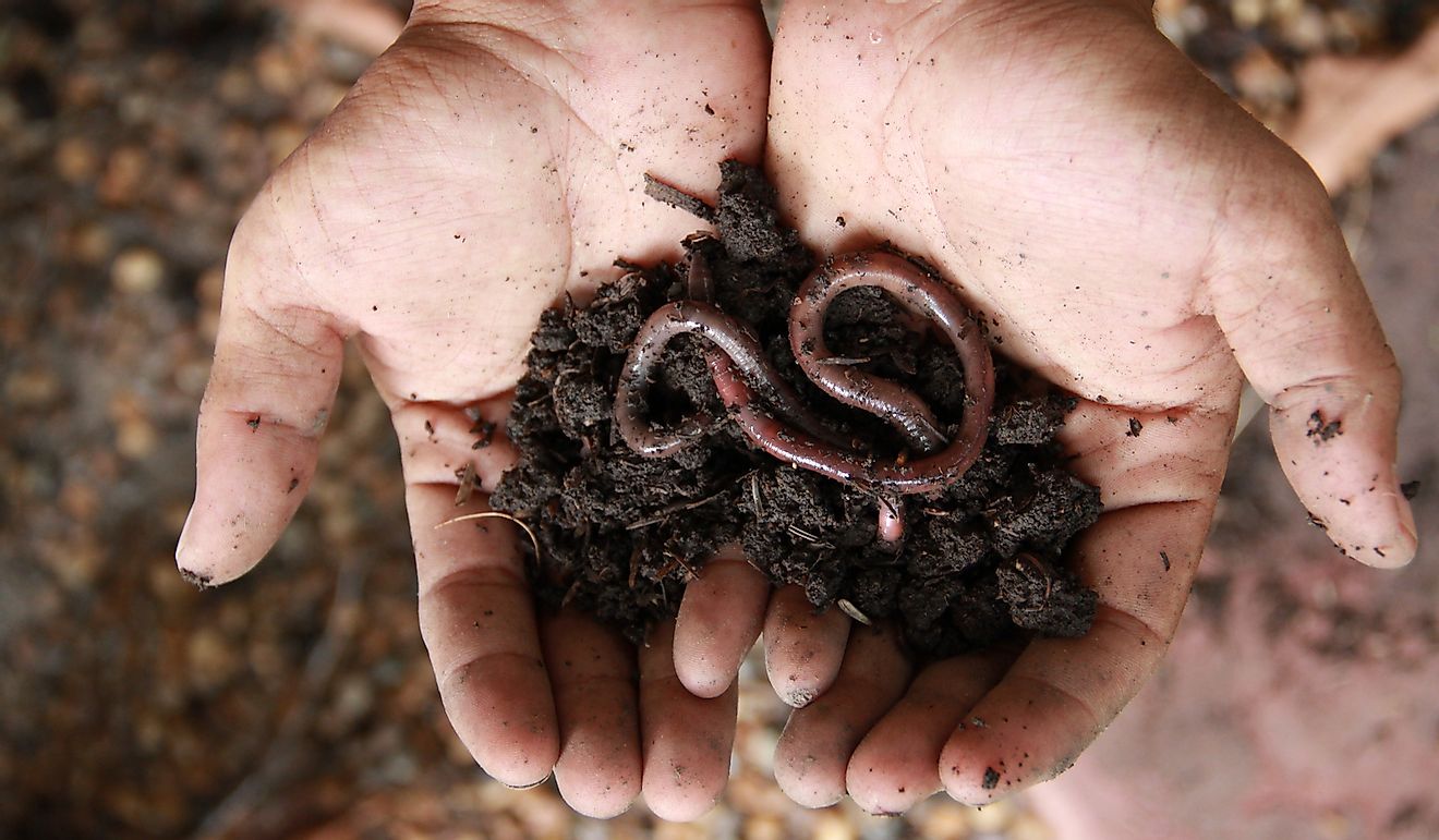 Earthworms are regarded as typical ecosystem engineers due to their impact on various aspects of the ecosystem, including soil structure.