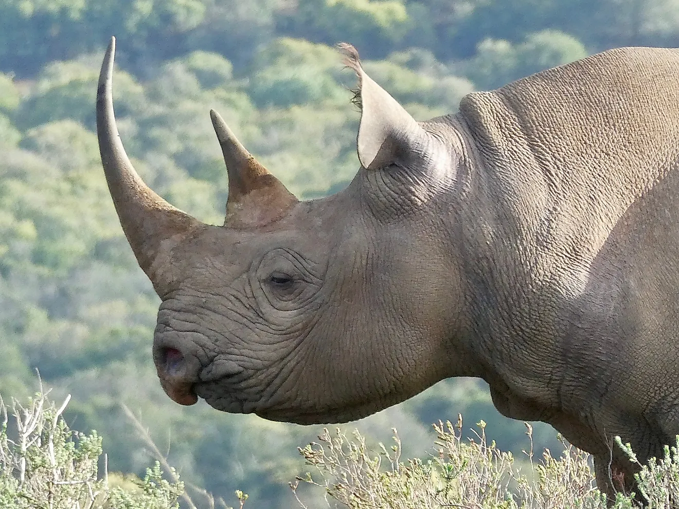 Black rhino (Credit: Always on vacay via Shutterstock)