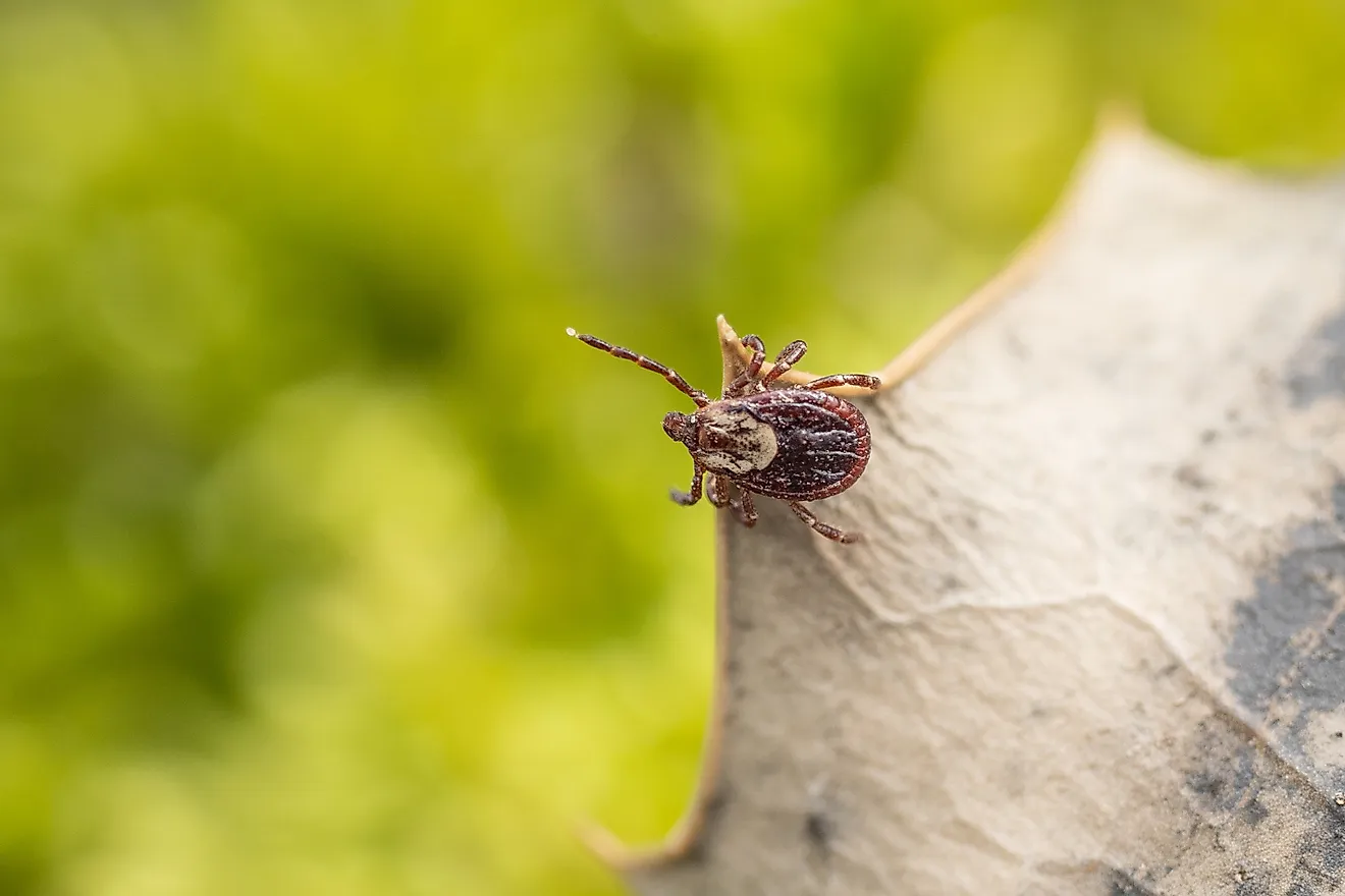 Close-up of American dog tick or wood tick 