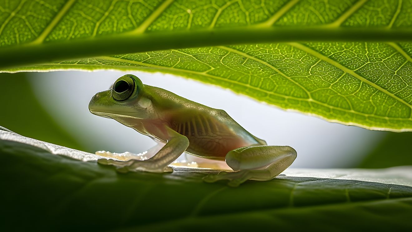 A close-up shot of a small, translucent glass frog resting on a leaf, with the sun shining through the leaves.