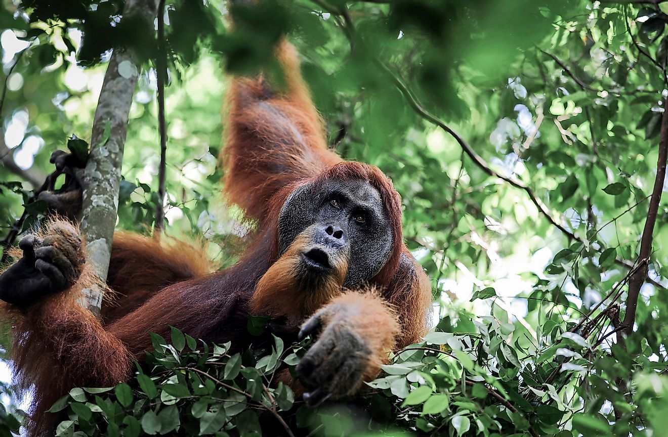 Male Sumatran orangutan (Pongo abelii) in day nest at Gunung Leuser National Park. Image Longjourneys/Shutterstock.com