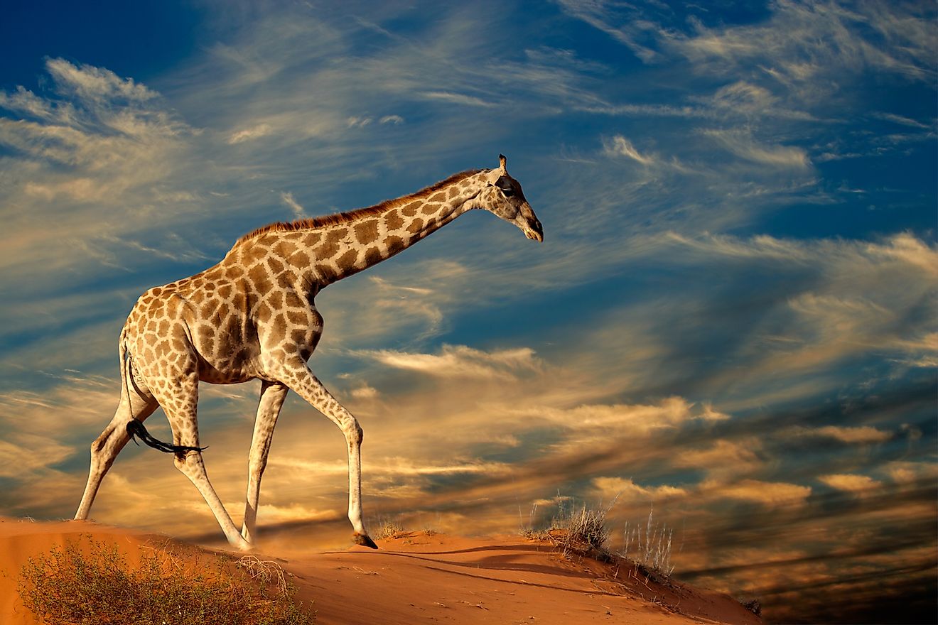 Giraffe walking on a sand dune in Kalahari Desert in South Africa. Image credit: EcoPrint/Shutterstock.com